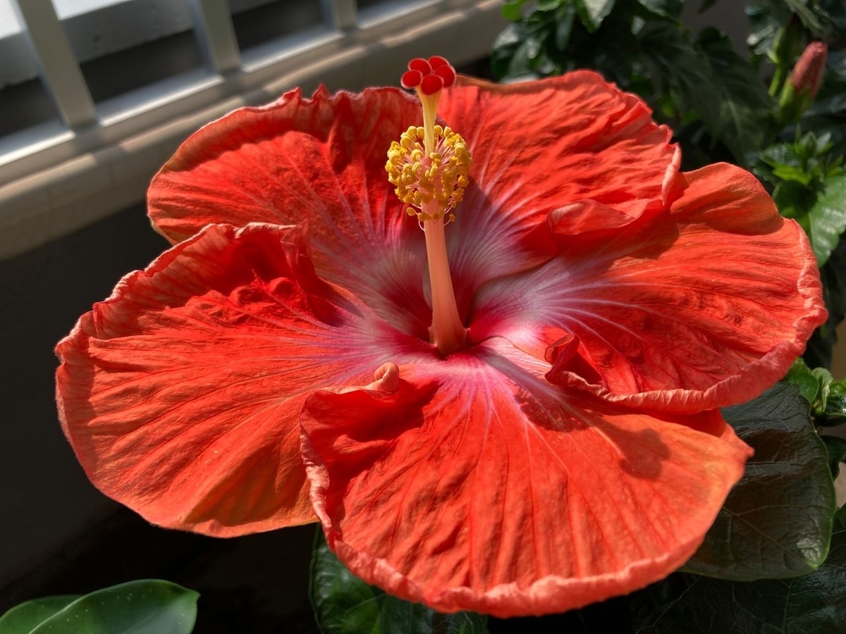 ハイビスカス■20年もののハイビスカス/赤い花/155cm/太い幹の個体 ハイビスカス□20年もののハイビスカス/赤い花/155cm/太い幹の個体