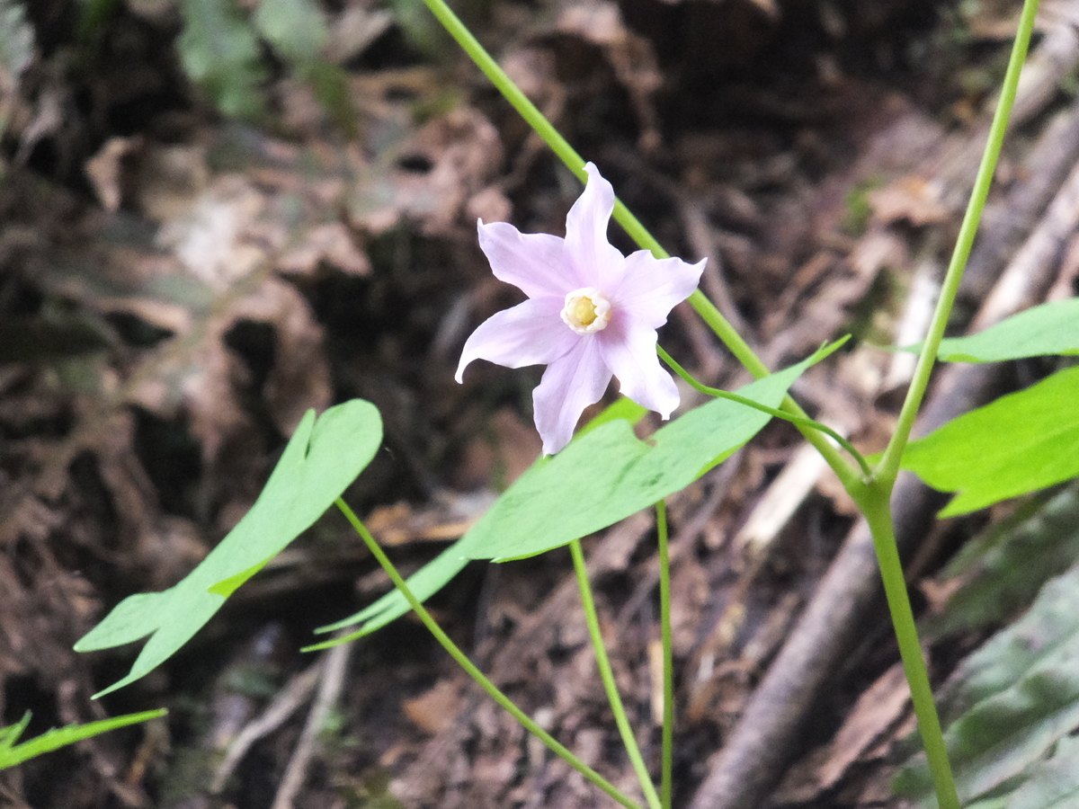 野生のランと幻の花を探しに 静かな休日