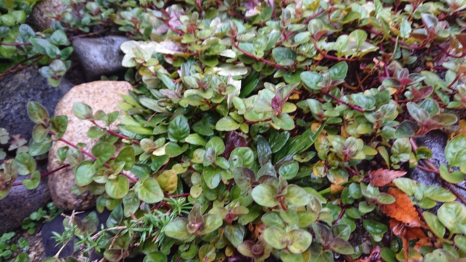 f:id:ado-therapy:20190927235056j:plain f:id:ado-therapy:20190927235056j:plain