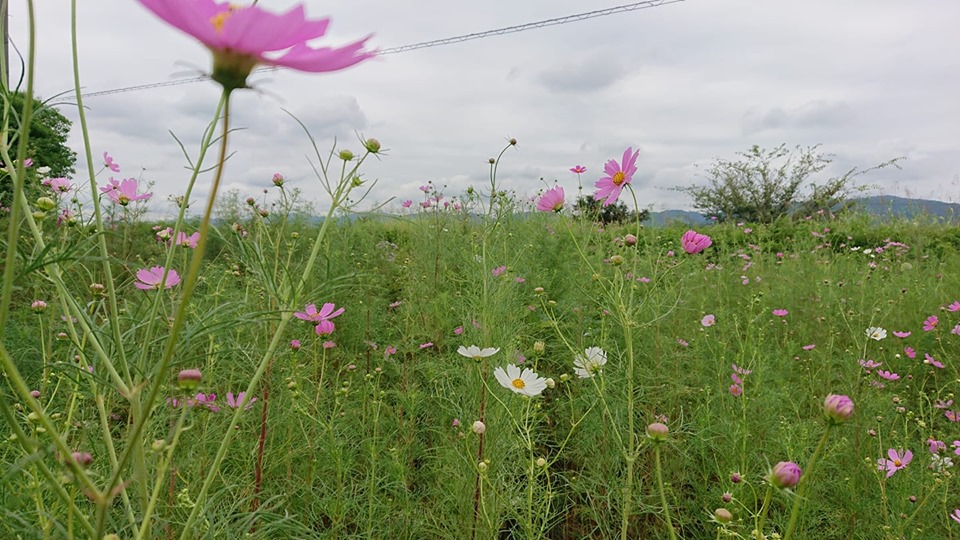 f:id:ado-therapy:20190928003331j:plain f:id:ado-therapy:20190928003331j:plain