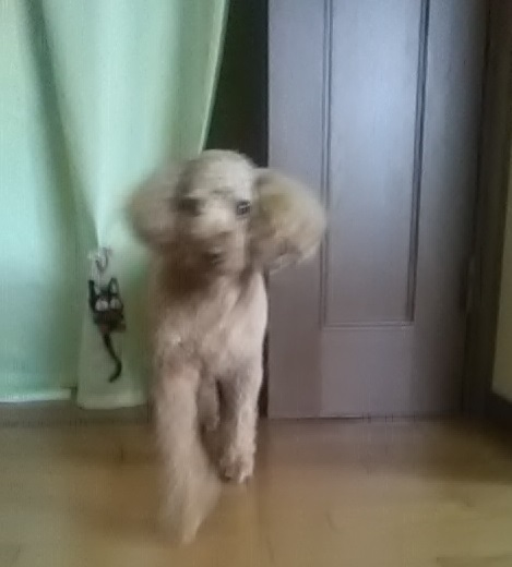f:id:adoflo:20201206011000j:plain