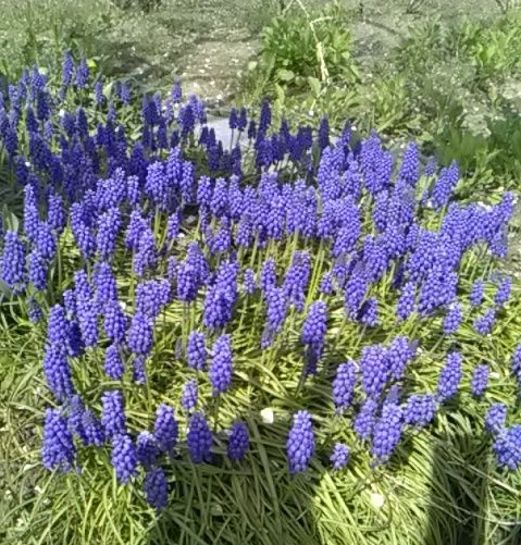 f:id:adoflo:20210527224343j:plain
