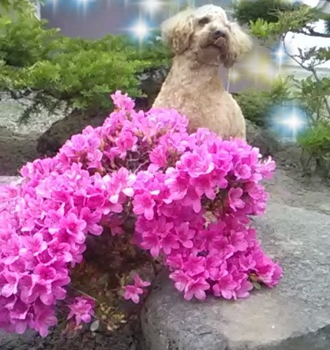 f:id:adoflo:20210705224545j:plain