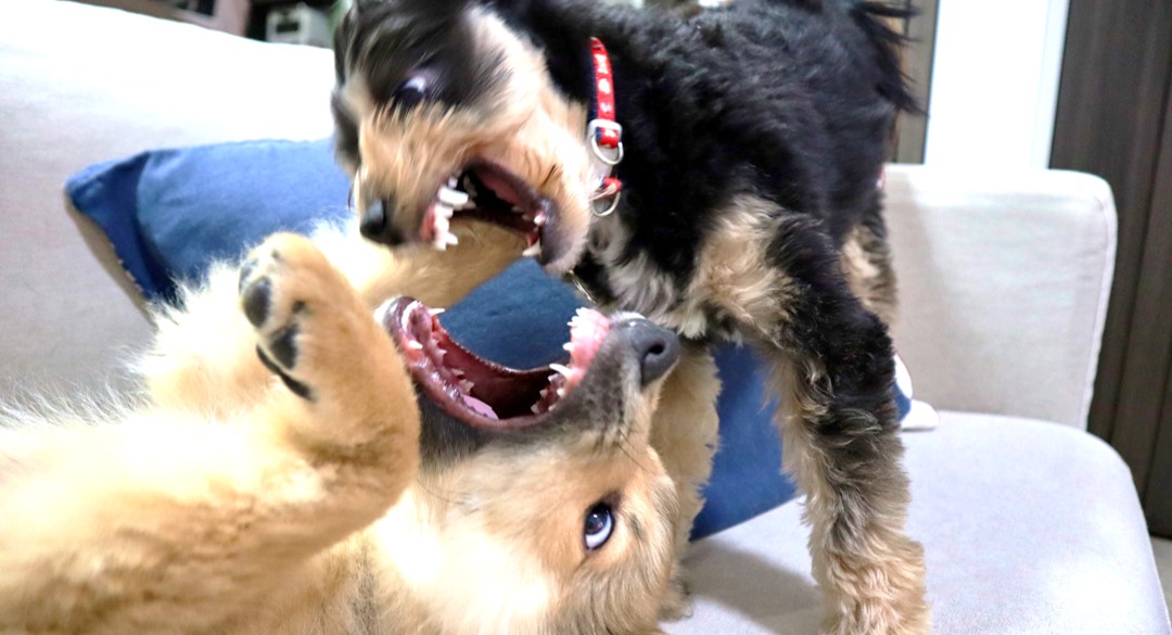 暴れる犬