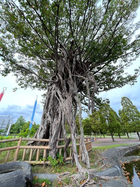 ガジュマル(榕樹)とアコウ(赤榕)の違いって(・・?) - ほっとかれママ