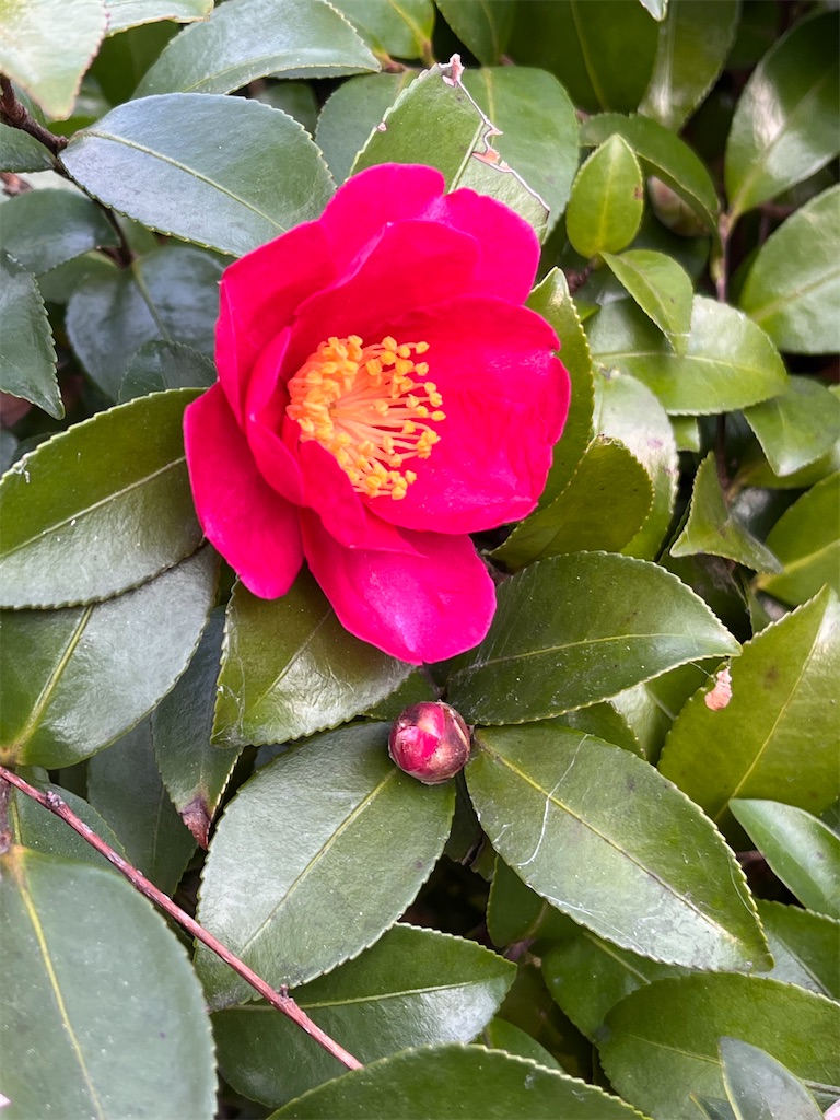 f:id:advantage-for-2025:20260118123242j:image