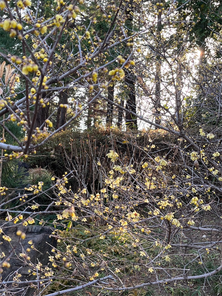 f:id:advantage-for-2025:20260118123300j:image