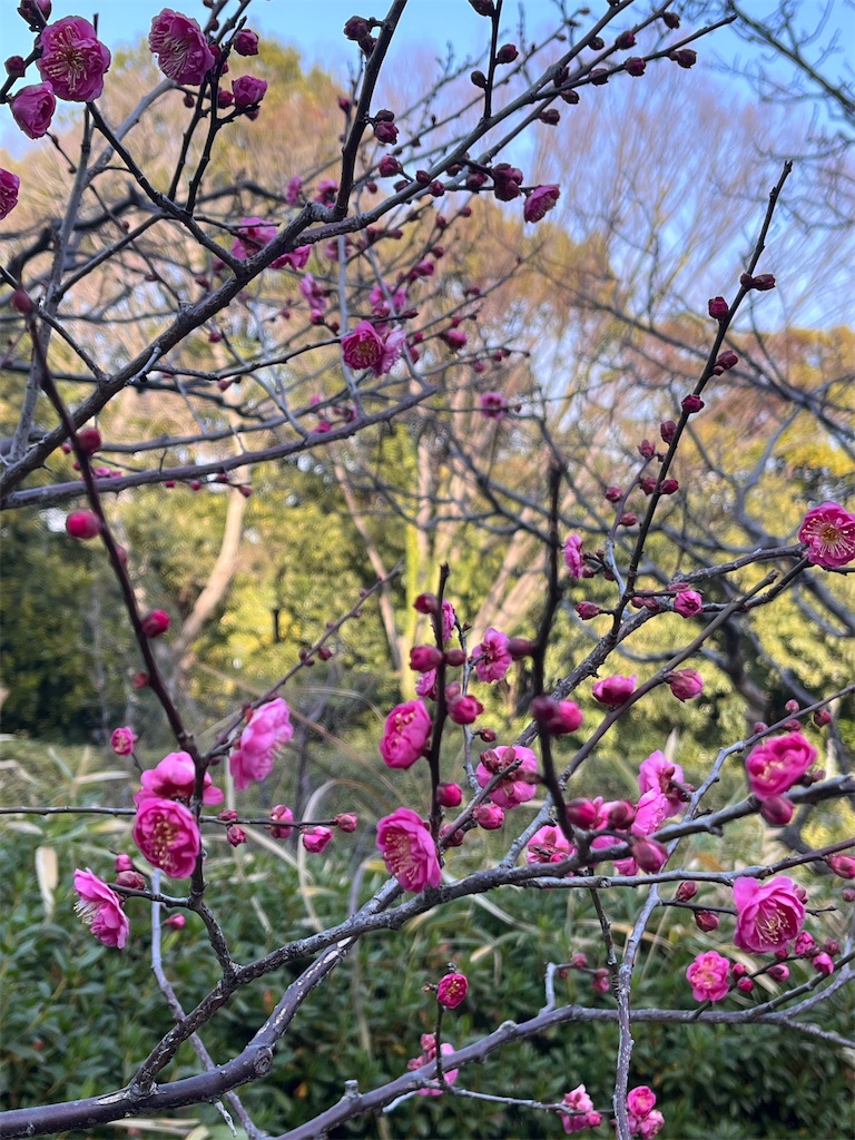 f:id:advantage-for-2025:20260118123304j:image