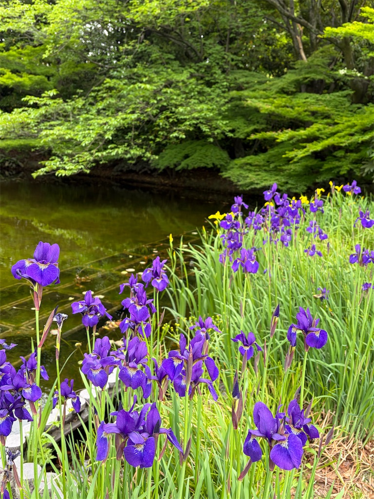 f:id:advantage-for-2025:20260506154114j:image