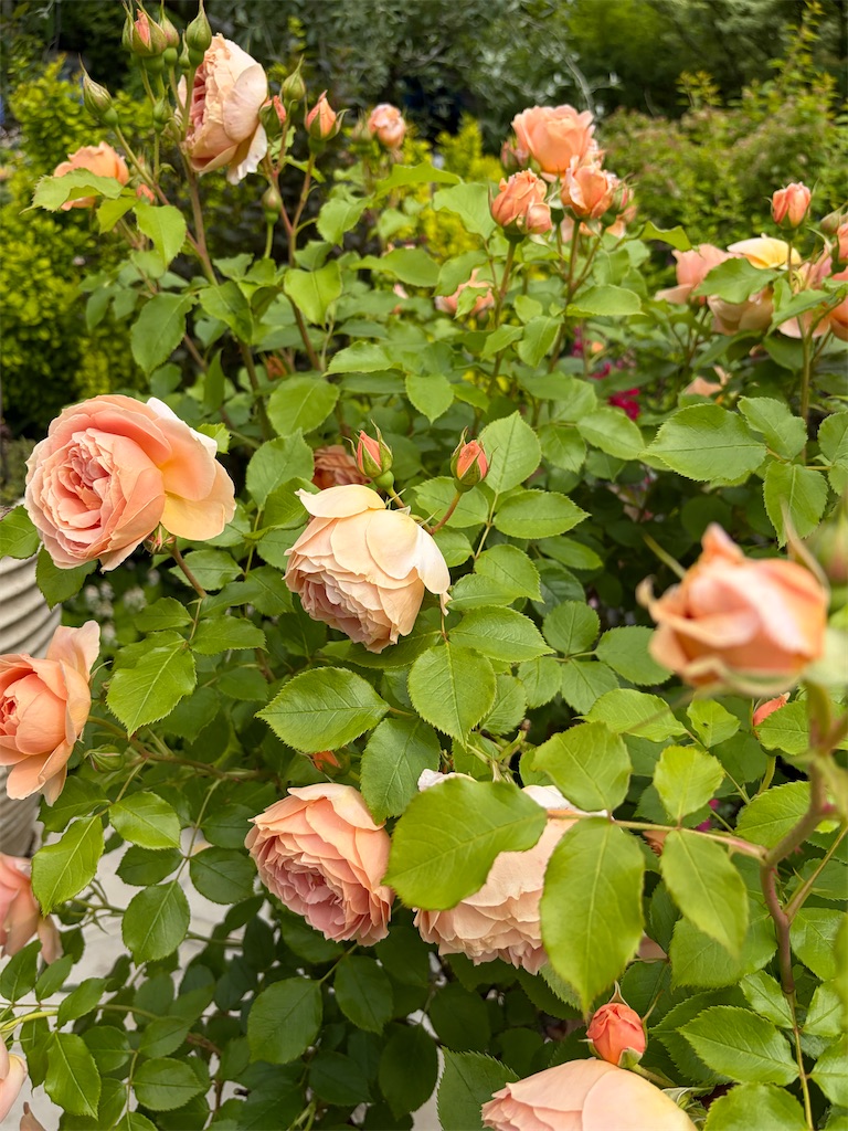 f:id:advantage-for-2025:20260506205750j:image