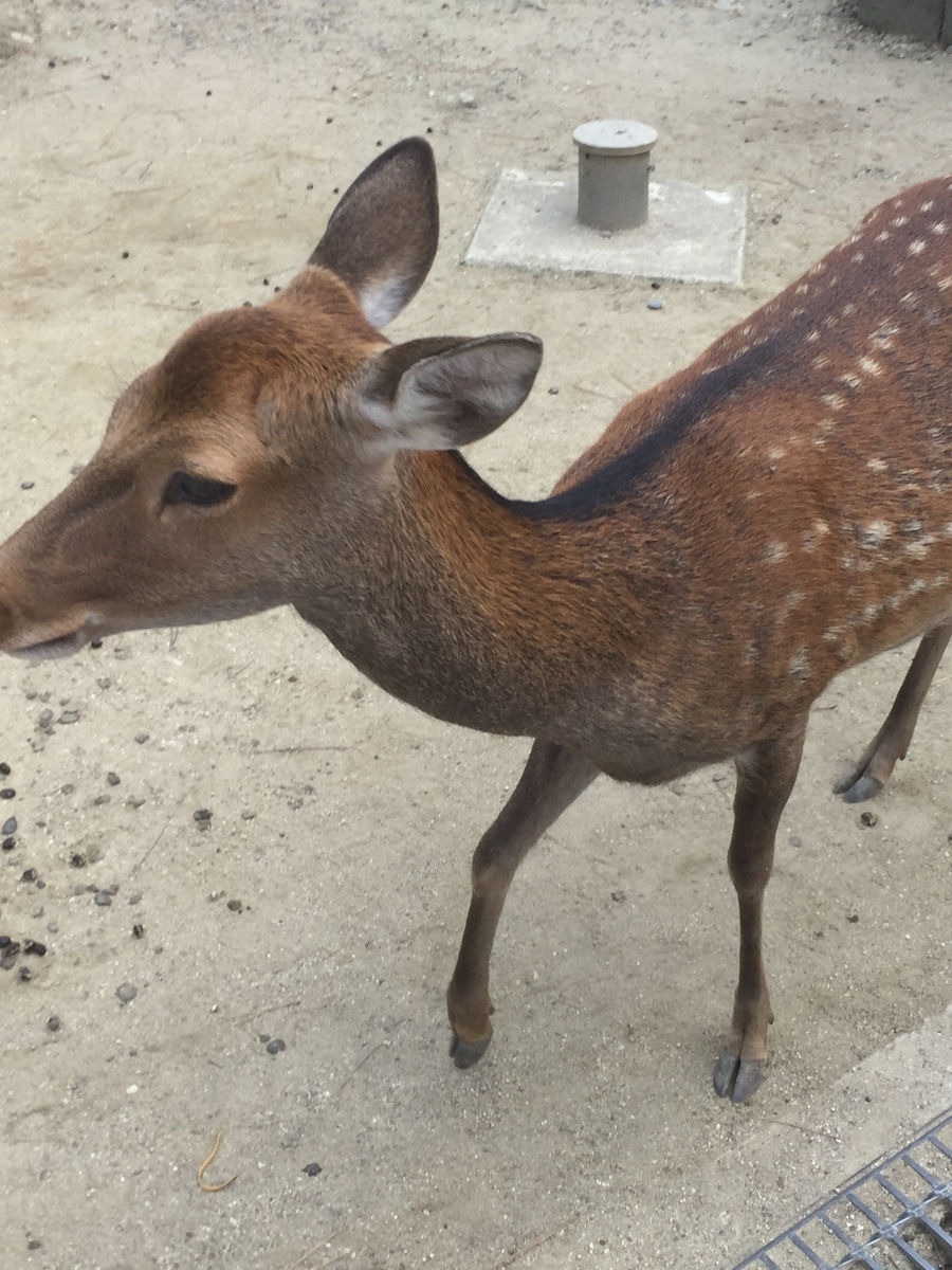 f:id:advynet:20190917135327j:plain f:id:advynet:20190917135327j:plain