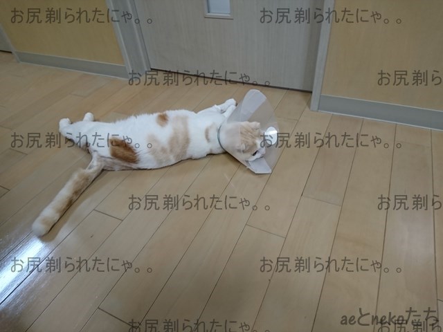 f:id:ae05280607:20190406153156j:plain f:id:ae05280607:20190406153156j:plain