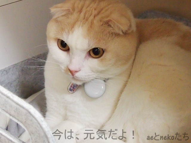 f:id:ae05280607:20190406154121j:plain f:id:ae05280607:20190406154121j:plain