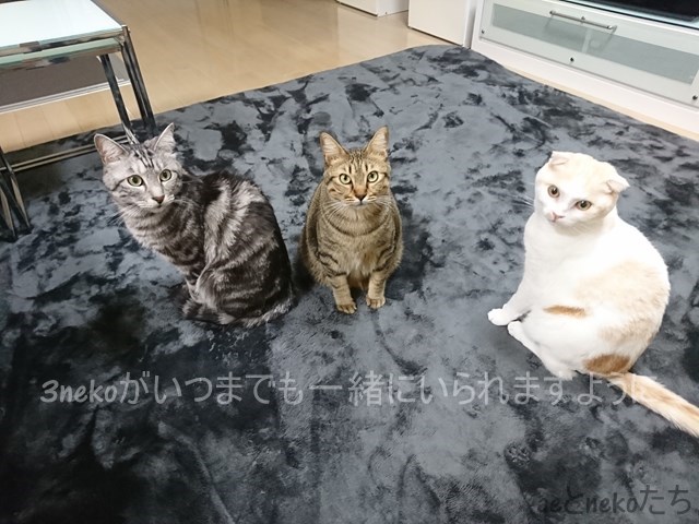 f:id:ae05280607:20190406154716j:plain f:id:ae05280607:20190406154716j:plain