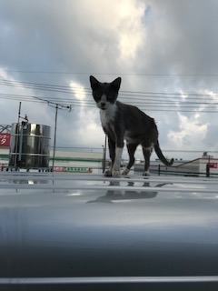 f:id:ae86okinawa:20200729154342j:plain