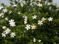 20090529191531