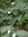 20090611220515