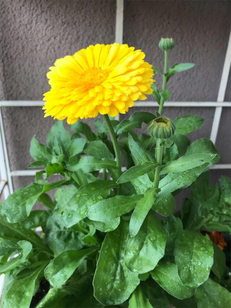 f:id:aed:20190521002355j:image f:id:aed:20190521002355j:image