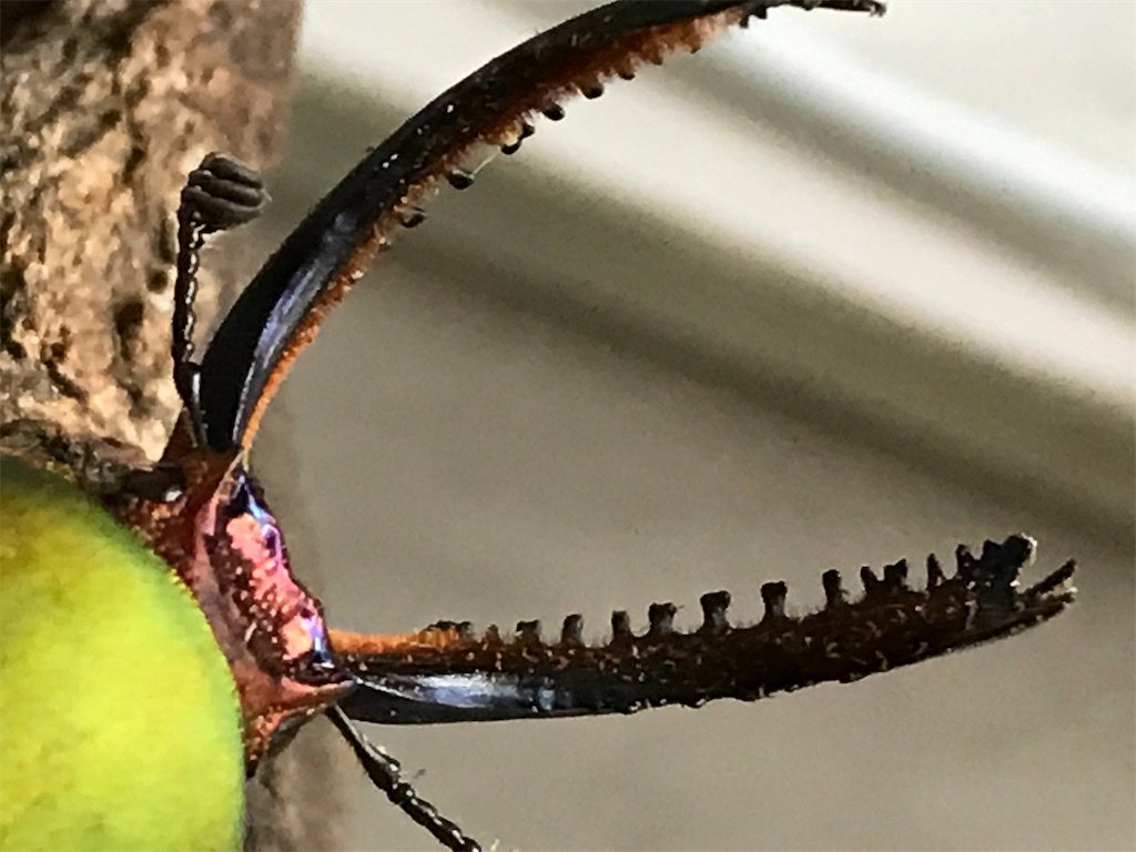 f:id:aegus:20200503222613j:image