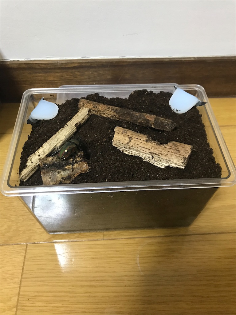 f:id:aegus:20200508191243j:image