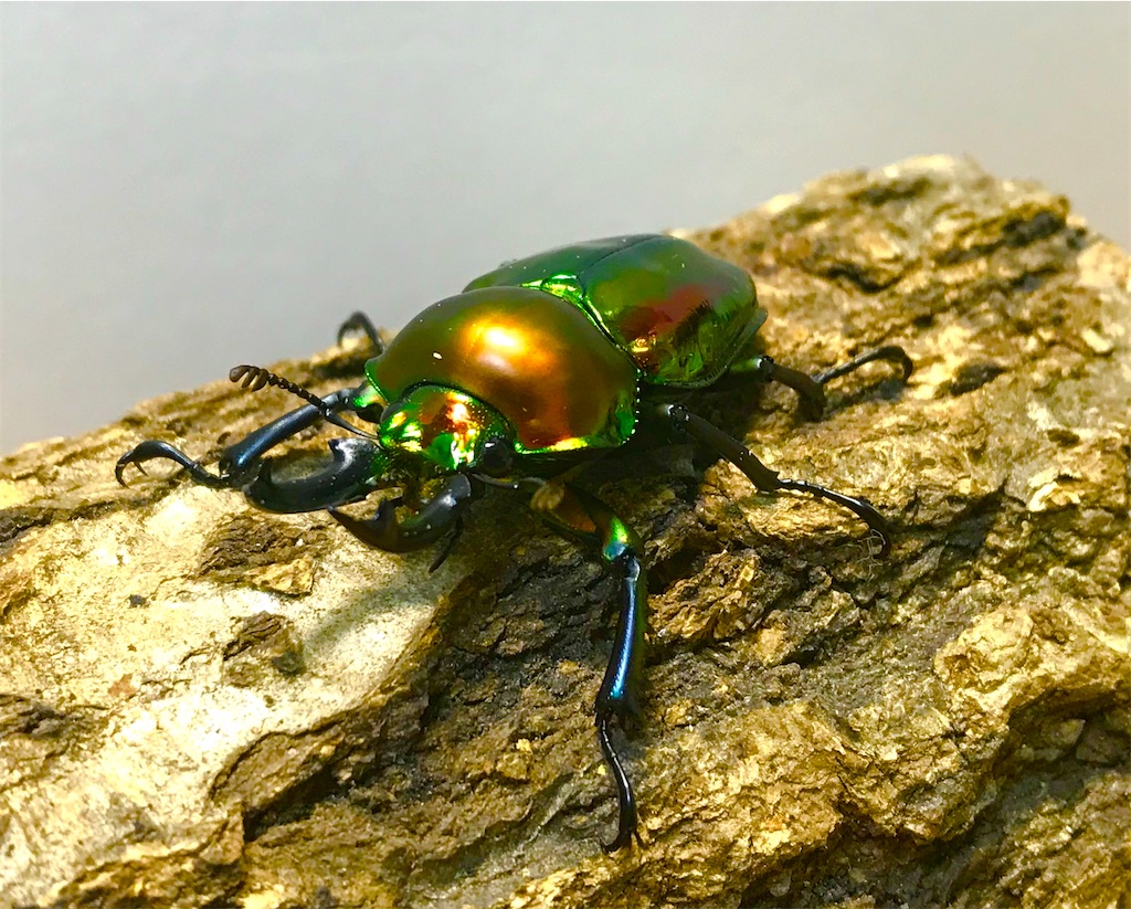 f:id:aegus:20200508191956j:image