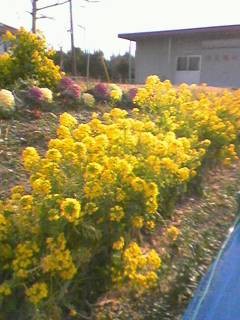 f:id:aeolus0446:20080309153747j:image