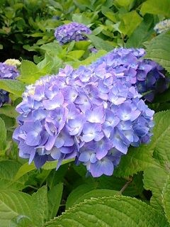 f:id:aeolus0446:20080608131427j:image