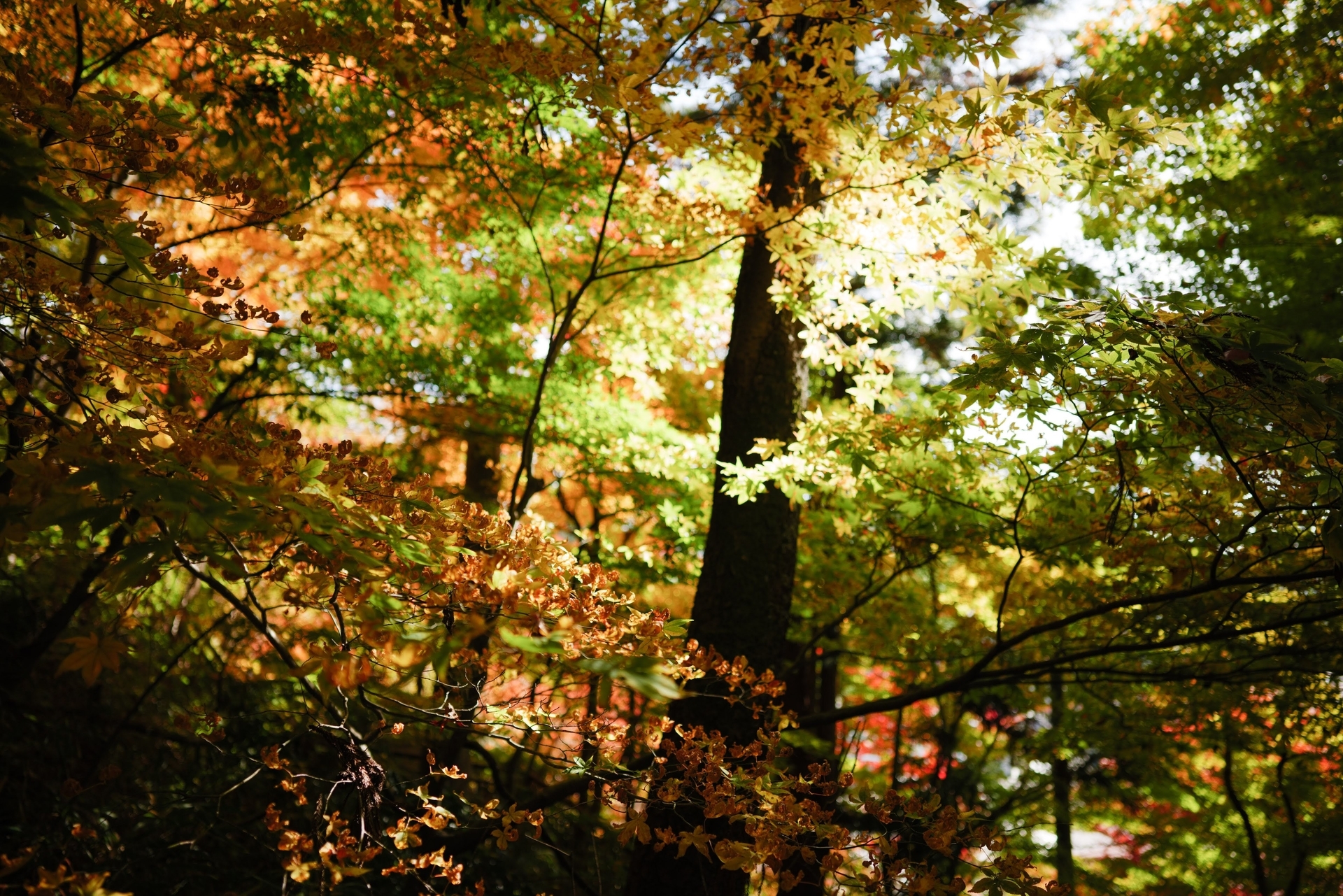 f:id:aereal:20211128205203j:plain