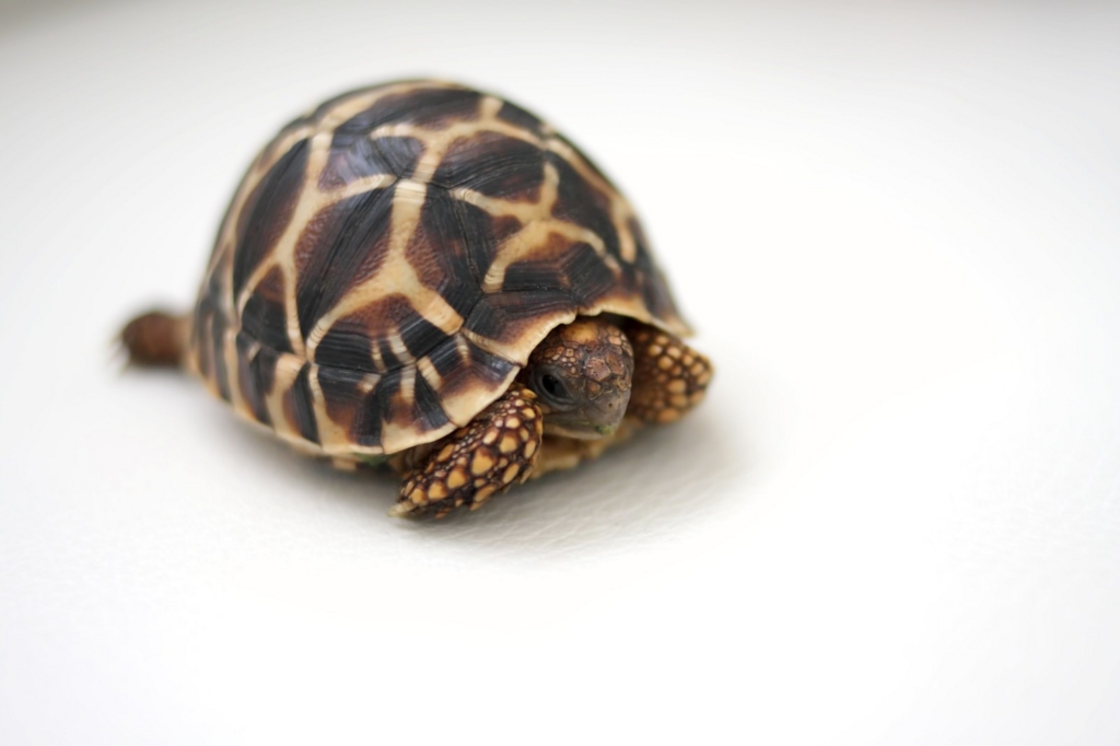 f:id:af-glow-fuki:20170521192944j:plain