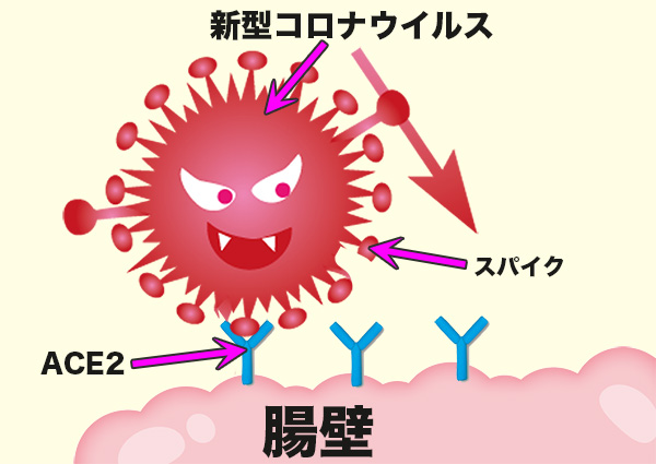 ace2にウイルスが結合する