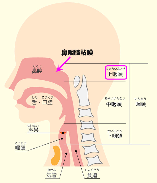鼻咽腔粘膜の位置