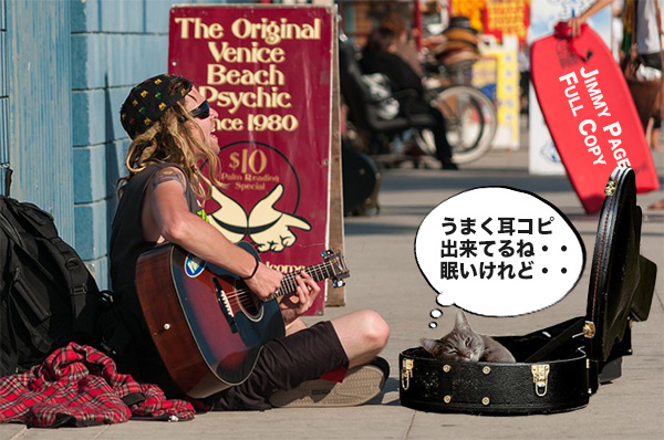 耳コピしているストリートミュージシャンと猫
