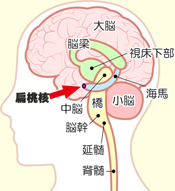 習慣化に関わっている脳の扁桃核