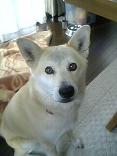 愛犬ハナです。