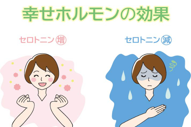 セロトニンの幸せホルモン効果