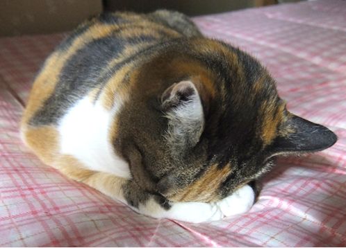 f:id:afirigon:20170320170605j:plain f:id:afirigon:20170320170605j:plain