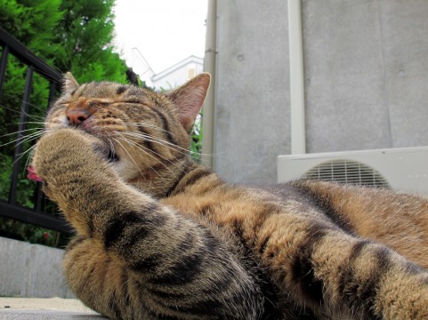 f:id:afirigon:20170326082849j:plain f:id:afirigon:20170326082849j:plain