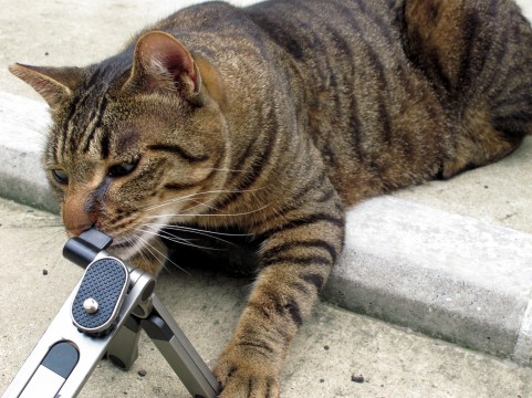 f:id:afirigon:20170328002059j:plain f:id:afirigon:20170328002059j:plain