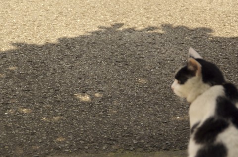 f:id:afirigon:20170504173026j:plain f:id:afirigon:20170504173026j:plain