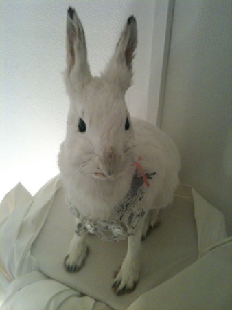 f:id:afropsychic:20091129161325j:image