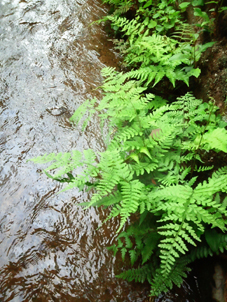 f:id:afuhiproject:20150803145000j:image:right f:id:afuhiproject:20150803145000j:image:right