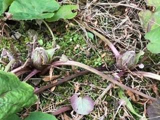 f:id:afuhiproject:20170120142029j:image:right