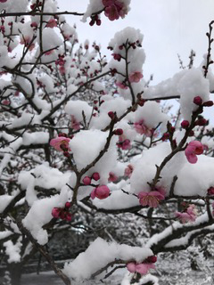 f:id:afuhiproject:20170211085034j:image:left