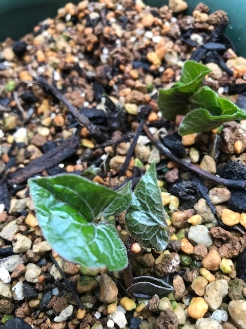 f:id:afuhiproject:20190310091130j:plain