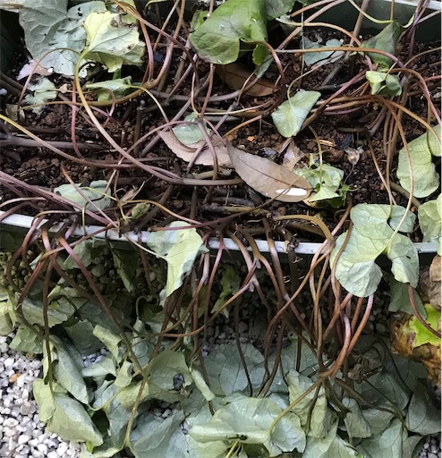 f:id:afuhiproject:20200908205558j:image f:id:afuhiproject:20200908205558j:image