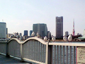 東京タワーと海鳥。