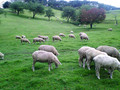 [伊香保グリーン牧場][羊]Sheeps.