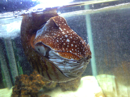 f:id:afuro-boya:20090805103832j:image