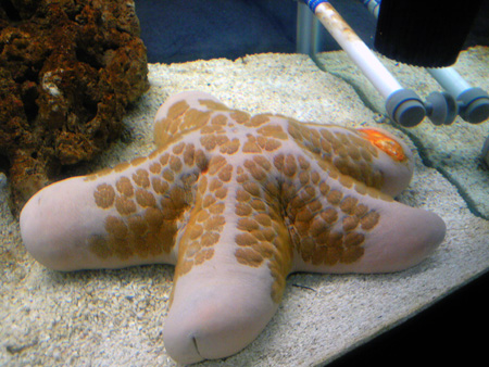 f:id:afuro-boya:20090805104021j:image