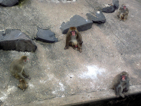 f:id:afuro-boya:20090805104920j:image